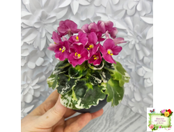 ЛЕ-Фруктовая Мармеладка (Е.Лебецкая) 2017 г. (лист укоренённый)