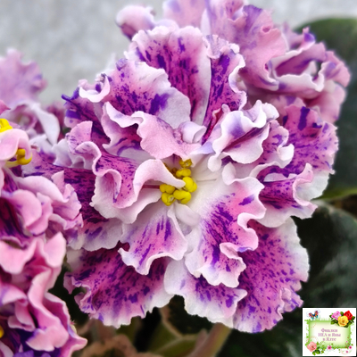 ТФ-Confetti (Т. Фурлетова) 2024 г. (лист с детками посажен 13.07.25)