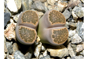 Lithops hallii v. reticulata LMP1506
 