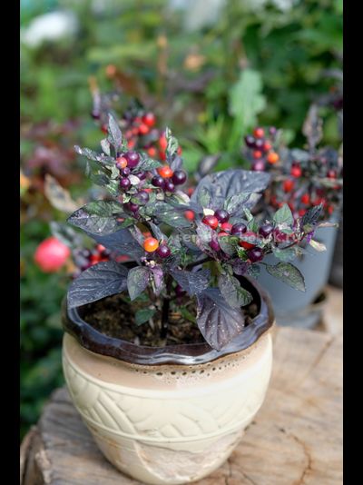 Перец острый Indonesian x Purple Flash, 10 шт