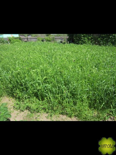 ВИКА-РЖАНАЯ СМЕСЬ 1 КГ КОМПЛЕКСНОЕ УДОБРЕНИЕ