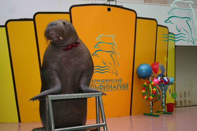 ГЕЛЕНДЖИКСКИЙ ДЕЛЬФИНАРИЙ