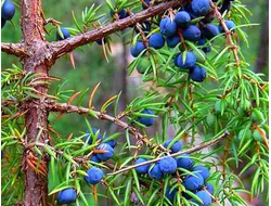 Можжевельник обыкновенный (Juniperus communis) Россия, ягоды (5 мл)  - 100% натуральное эфирное масло