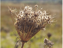 Морковь (нераф) 50 мл базовое масло