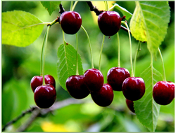 Олимпийская(вишня)