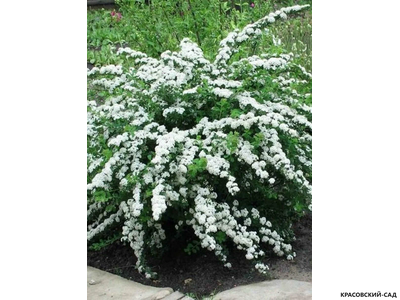 Спирея ниппонская Сноумаунд - Snowmound