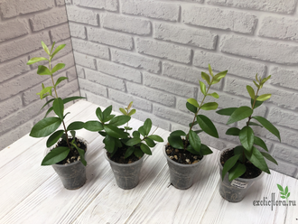 Мирт крупнолистный / Myrtus macrophylla