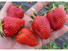 Земляника Мея  ЗКС