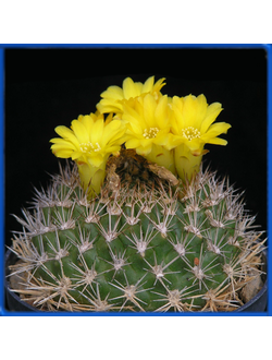 Weingartia sucrensis