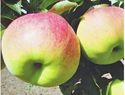 Флагман (яблоня)