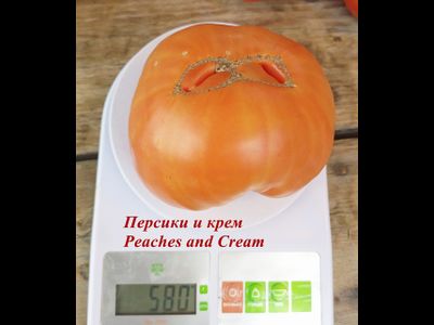 Томат Персики и крем (Peaches and Cream)