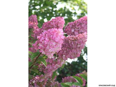 Купить Гортензия метельчатая Сандей Фрайс в Москве - Фото - Красовский-Сад.рф