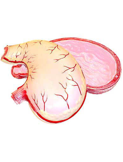 Модель желудка в разрезе