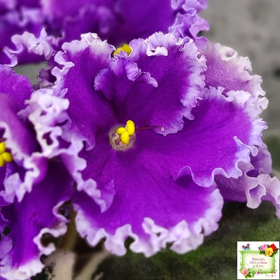 Dn-Юная Француженка (Д. Денисенко) 2016 г.