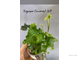 Хедера