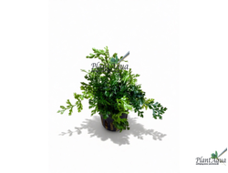 Папоротник Болбитис "baby leaf" (пластиковый горшок)