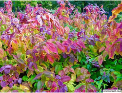 Спирея Макрофила - Macrophylla