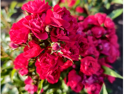 Альберих (Alberich)