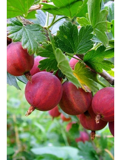 Крыжовник Колобок