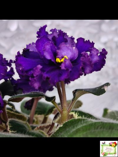 РМ-Черный Оникс (Н. Скорнякова) 2023 г.