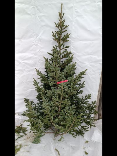 Пихта Сибирская 2,5 - 3 м