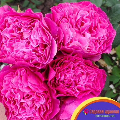 Вентило (Ventilo)