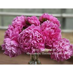 Пион Gladys Teylor (Глэдис Тейлор)