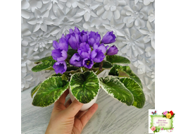 КНН-Крокус (Н. Куриленко) 2022 г. (пестролистный лонг)