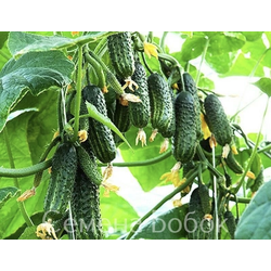 Огурец Эколь F1, 5 шт