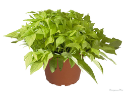 Ипомея Bright Ideas Lime