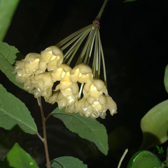 Hoya Blashernaezii