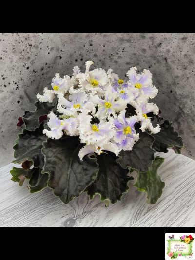 РМ-Золотой Берилл (Н.Скорнякова)