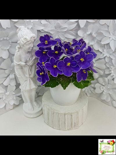 АВ-Контрольный Выстрел (Фиалковод) 2020 г. (пестролистный гёрл)