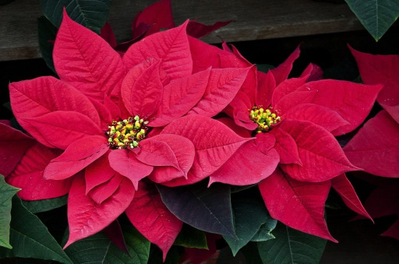 "Лист пуансеттии" Силиконовый молд (вайнер)