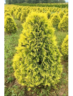 Туя западная Sunkist