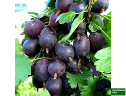 Крыжовник "Грушенька"