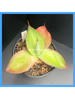 Agave cupreata