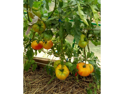 Томат Желто-оранжевые от Умриловой