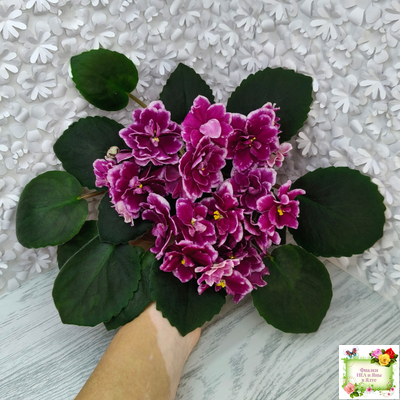 АВ-Последняя Любовь Самурая (Фиалковод) 2021 г. (лист посажен 19.01.26)