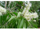 Найоли (Melaleuca viridiflora Gaertn) 10 мл  - 100% натуральное эфирное масло