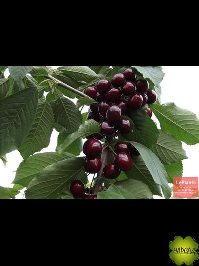 Дюк вишня+черешня "Ночка" (низкорослая, саженец 3 года)