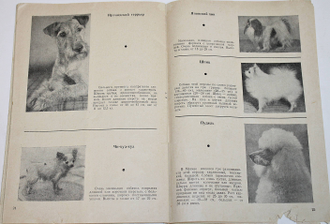 Охотничьи и комнатно-декоративные собаки. М.: Реклама. 1969г.
