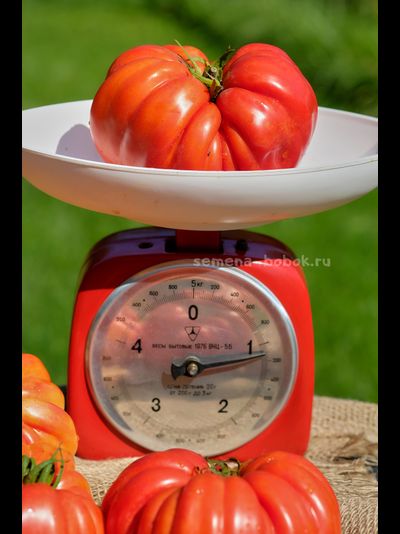 Томат Гигант Фарина, 10 шт