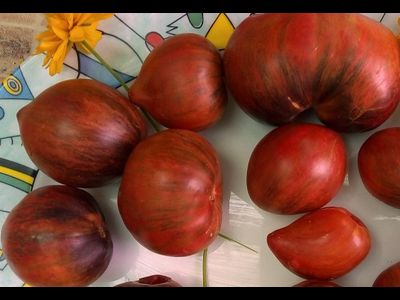 Томат Rebel Starfighter Prime (Мятежный звездный истребитель)