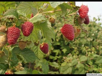 Малина Самохвал ремонтантная