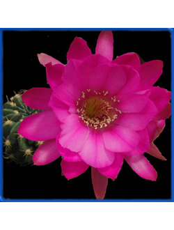 Echinopsis