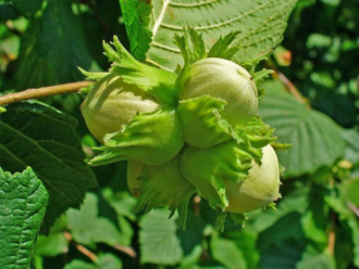 Ореха лесного масло (Corylus avellana), (нераф), Россия 50 мл