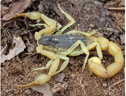 Hottentotta buchariensis