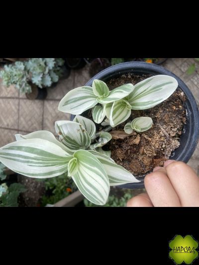 КОМНАТНЫЕ ЦВЕТЫ В АССОРТИМЕНТЕ