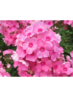ФЛОКС МЕТЕЛЬЧАТЫЙ Флейм Лайт Пинк  (PHLOX PANICULATA Flame Light Pink)